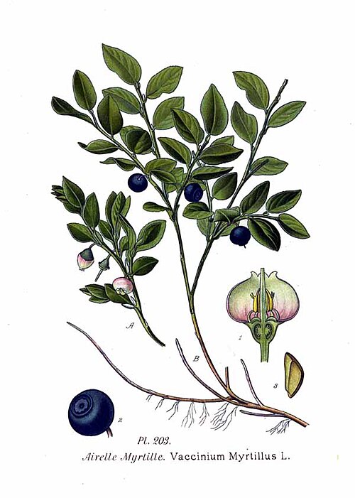 Vaccinium myrtillus